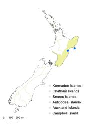 Hypericum canariense distribution map based on databased records at AK, CHR and WELT.
 Image: K. Boardman © Landcare Research 2014 